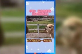 娱乐吃瓜鼠,揭秘娱乐圈那些不为人知的幕后故事